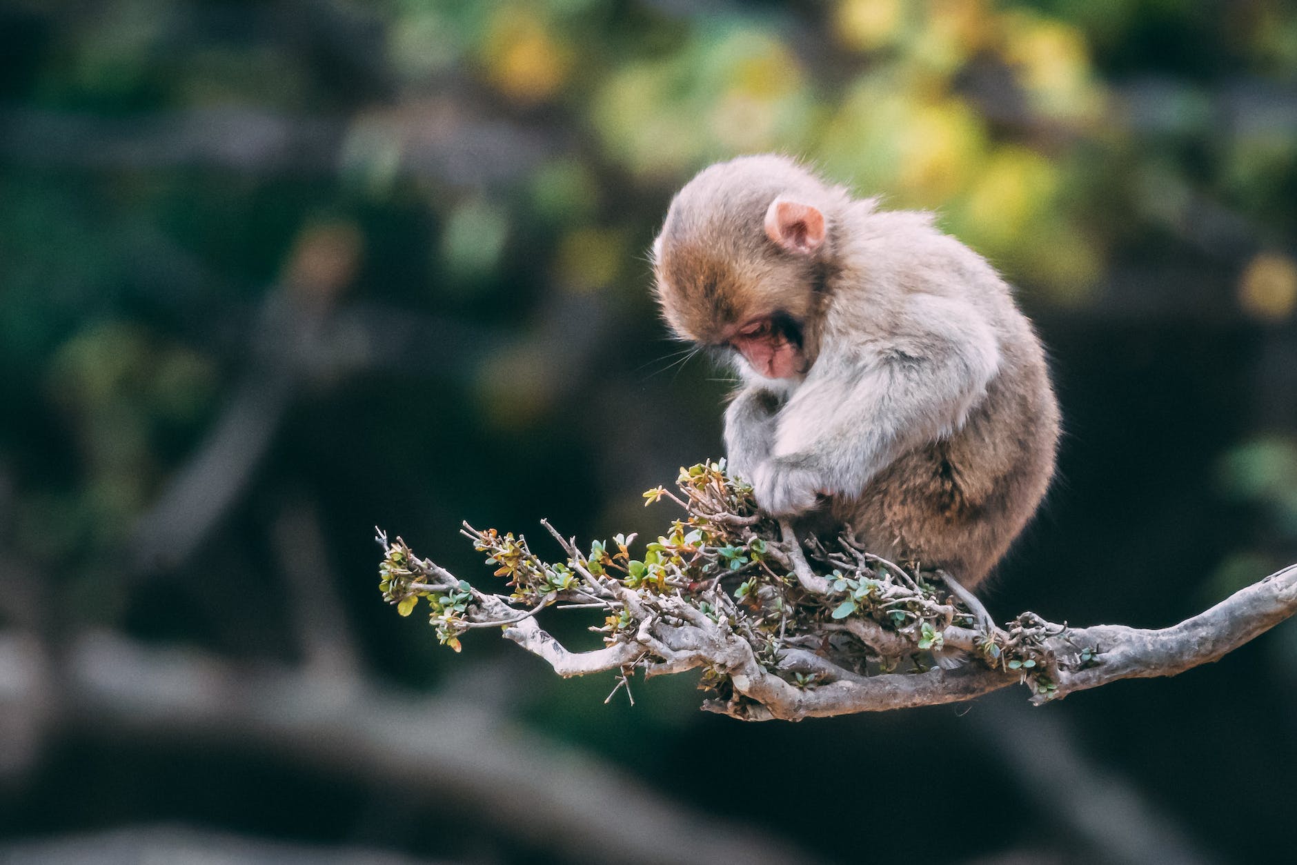 close up photo of monkey on tree branch
