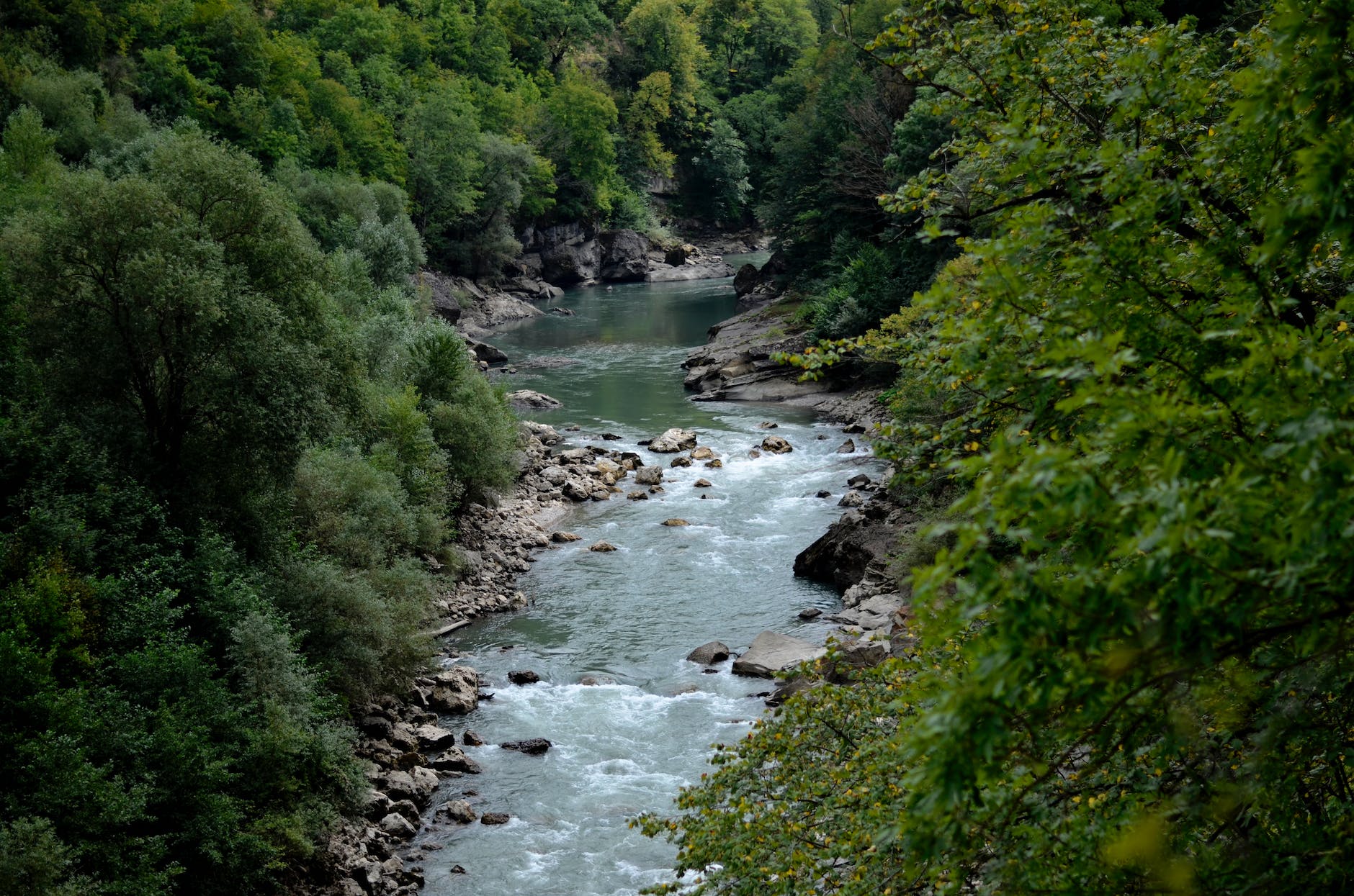 river between green leaf trees at daytime